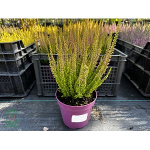 Vres obyčajný (Calluna vulgaris) ´SASKIA´ - výška 20-30 cm, kont. C1L/P9